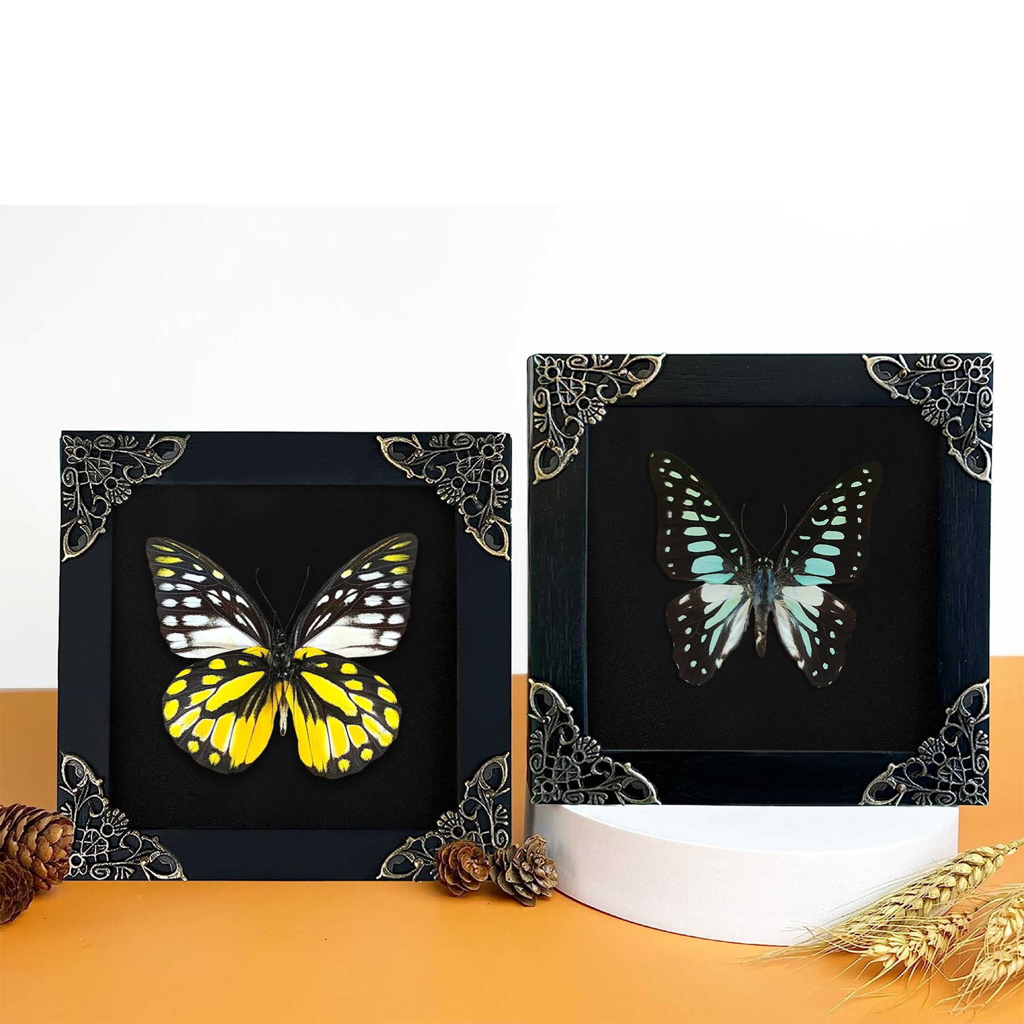 2 Real Butterflies Frames Dead Insect Dried Bug Shadow Box Wood Oddity Framed Taxidermy Collectables Specimen Decoration Reading Tabletop Wall Art Home Decor Living Gallery