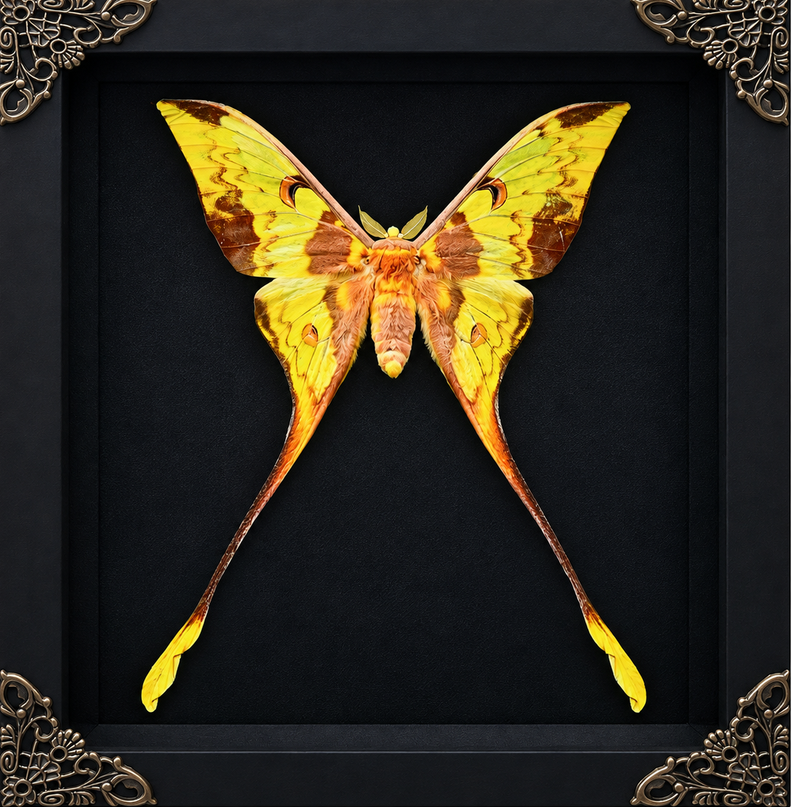 Actias Moth Frame