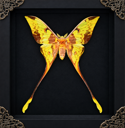 Actias Moth Frame