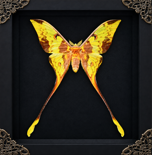 Actias Moth Frame