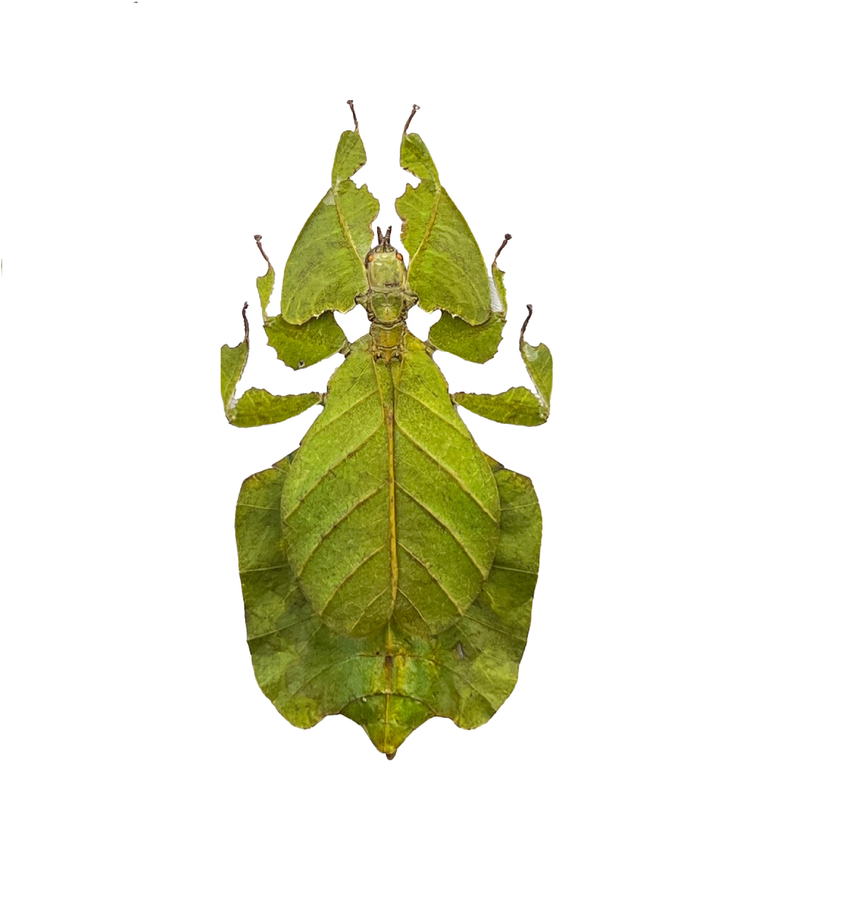 Real Green Leaf Bug Specimen, Insect Bug Taxidermy, Insect Entomology Display, Décor