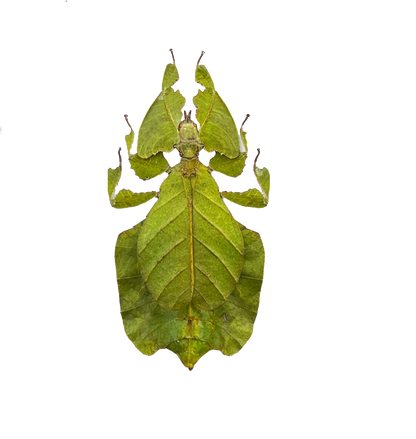 Real Green Leaf Bug Specimen, Insect Bug Taxidermy, Insect Entomology Display, Décor