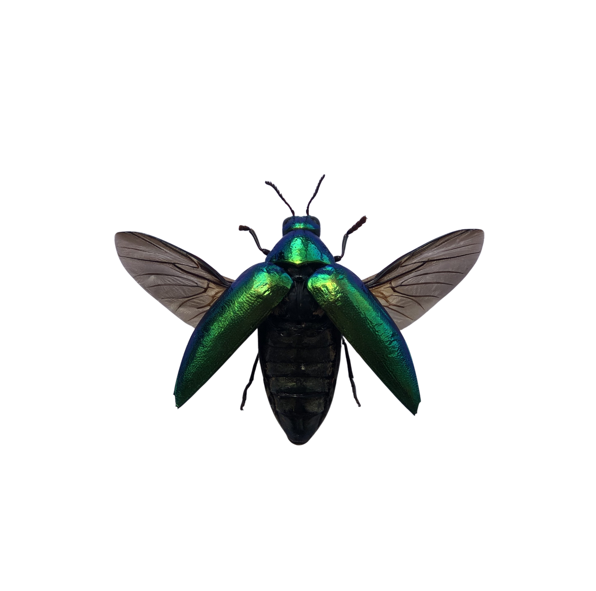 Green Jewel Beetle Sternocera aequisignata Specimen