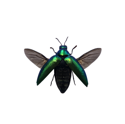 Green Jewel Beetle Sternocera aequisignata Specimen