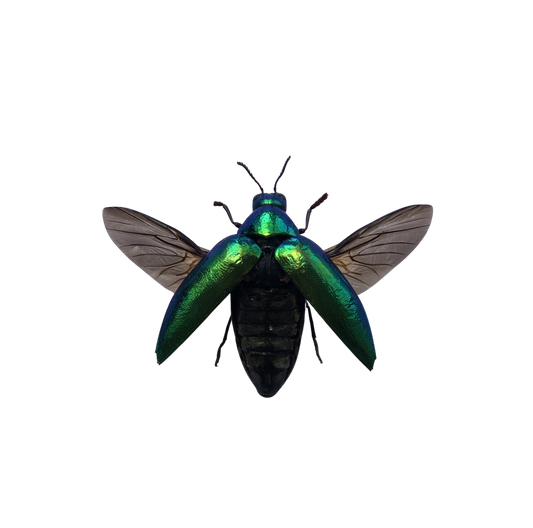 Green Jewel Beetle Sternocera aequisignata Specimen