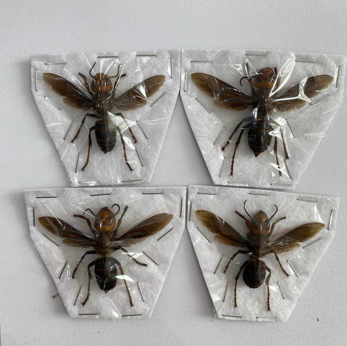 Real Vespa mandarinia Specimen, Insect Bug Taxidermy Open wings, Insect Entomology Display