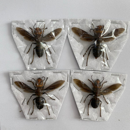 Real Vespa mandarinia Specimen, Insect Bug Taxidermy Open wings, Insect Entomology Display