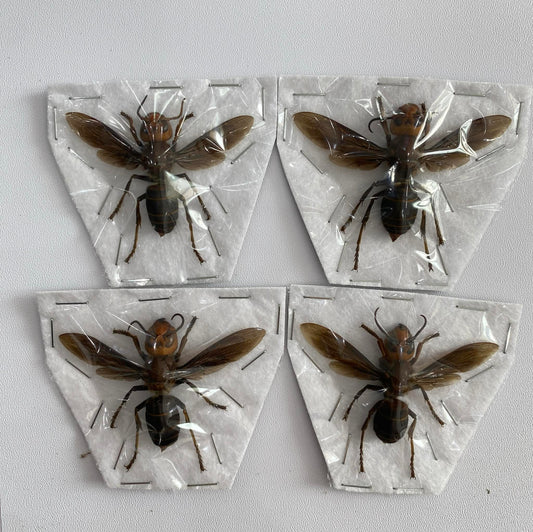 Real Vespa mandarinia Specimen, Insect Bug Taxidermy Open wings, Insect Entomology Display
