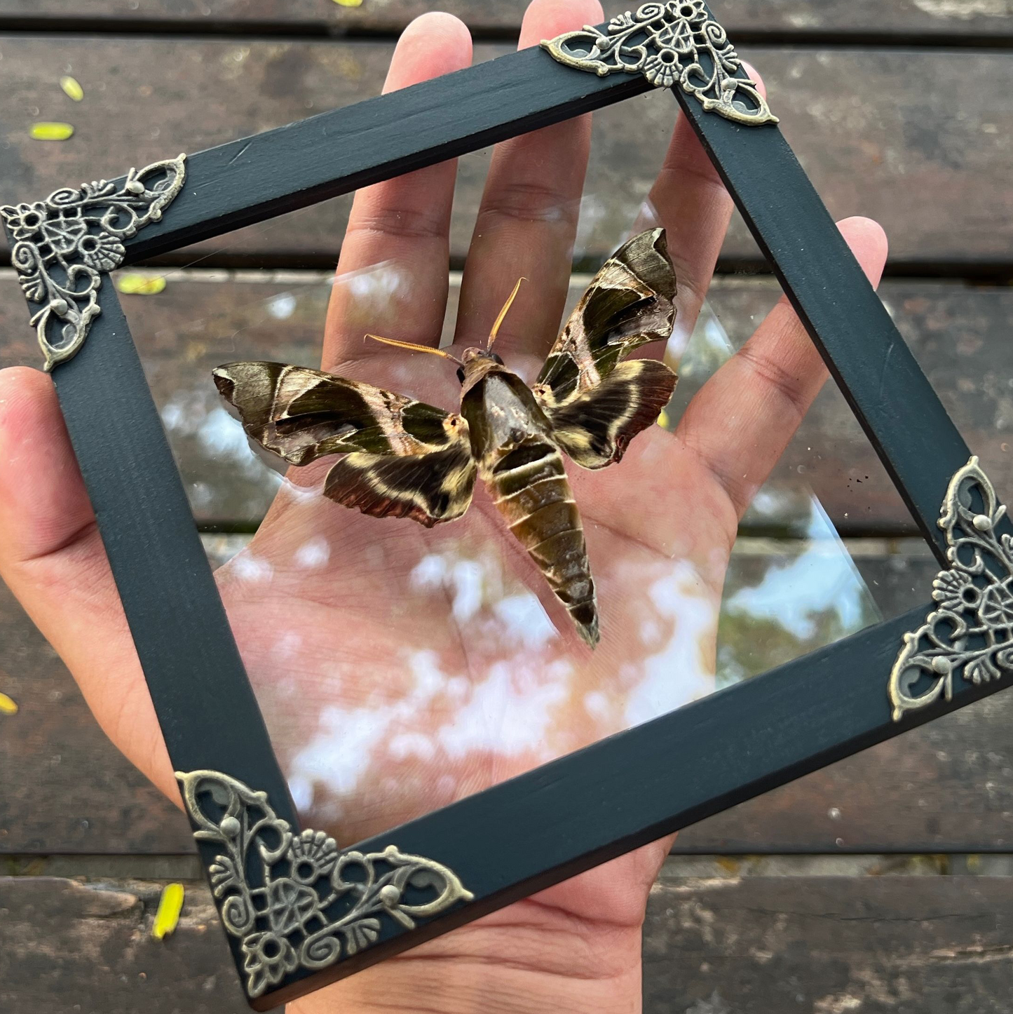 Framed Black Moth Taxidermy, Real Insect Bug Artwork, Gothic Home Decor and Oddities Wall Display  K14-74-DE