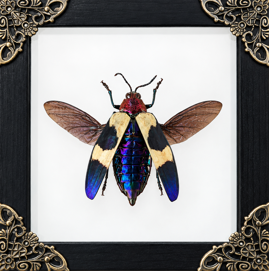 Jewel Beetle Frame