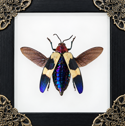 Jewel Beetle Frame
