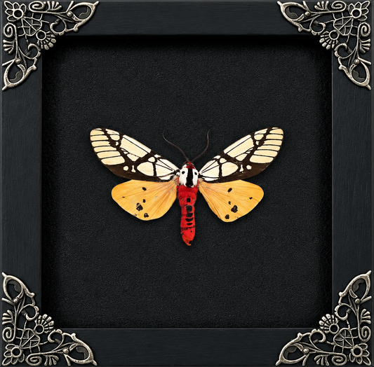 Areas Galactina Moth Frame