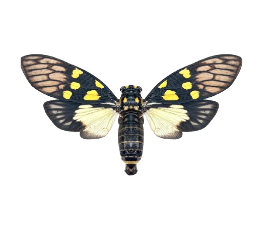 Real Butterfly Cicada Specimen, Insect Bug Taxidermy Open wings, Insect Entomology Display