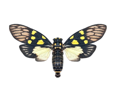 Real Butterfly Cicada Specimen, Insect Bug Taxidermy Open wings, Insect Entomology Display