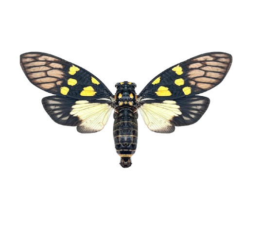 Real Butterfly Cicada Specimen, Insect Bug Taxidermy Open wings, Insect Entomology Display