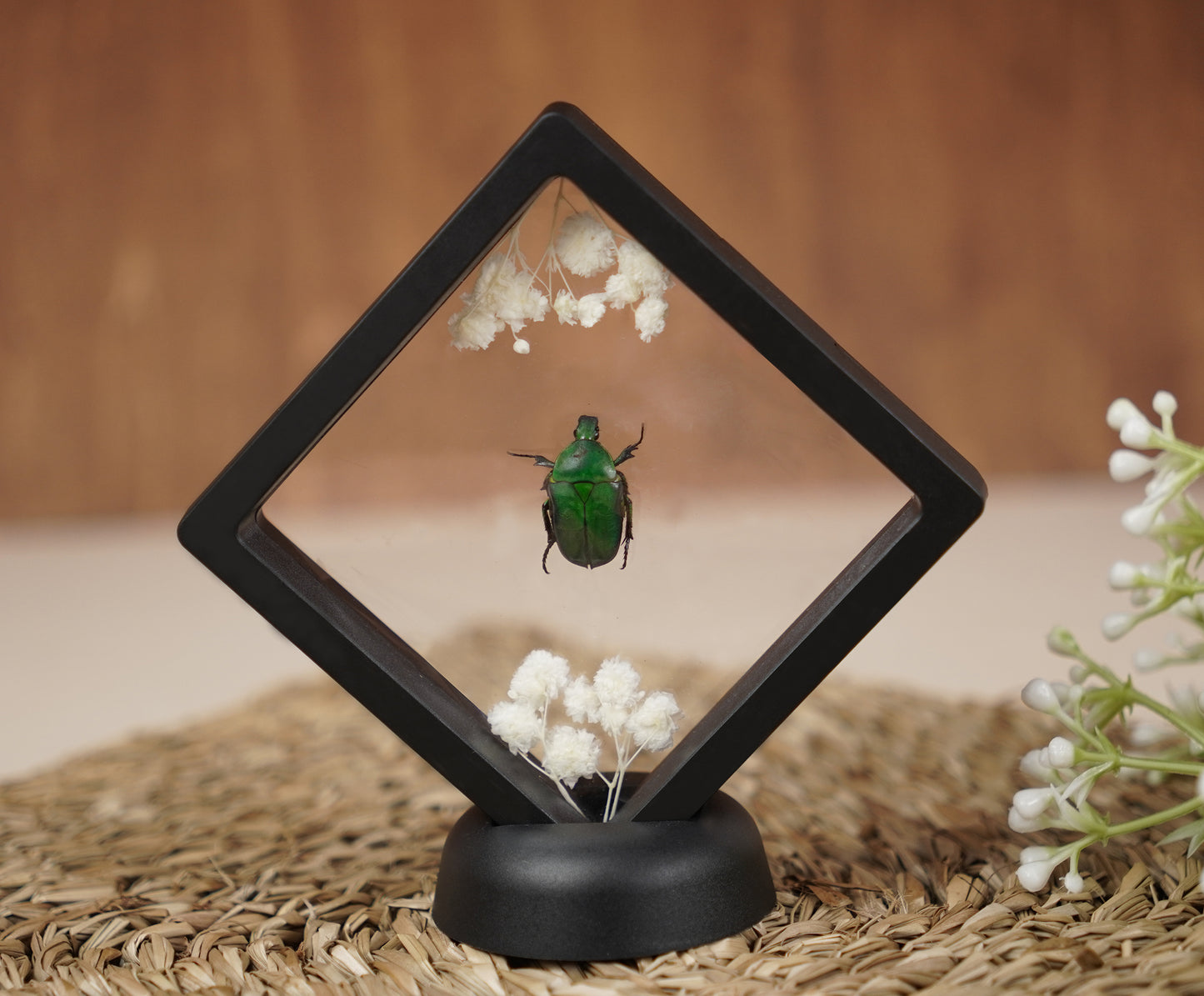 Entomology Decor Butterfly Art Frame Insect