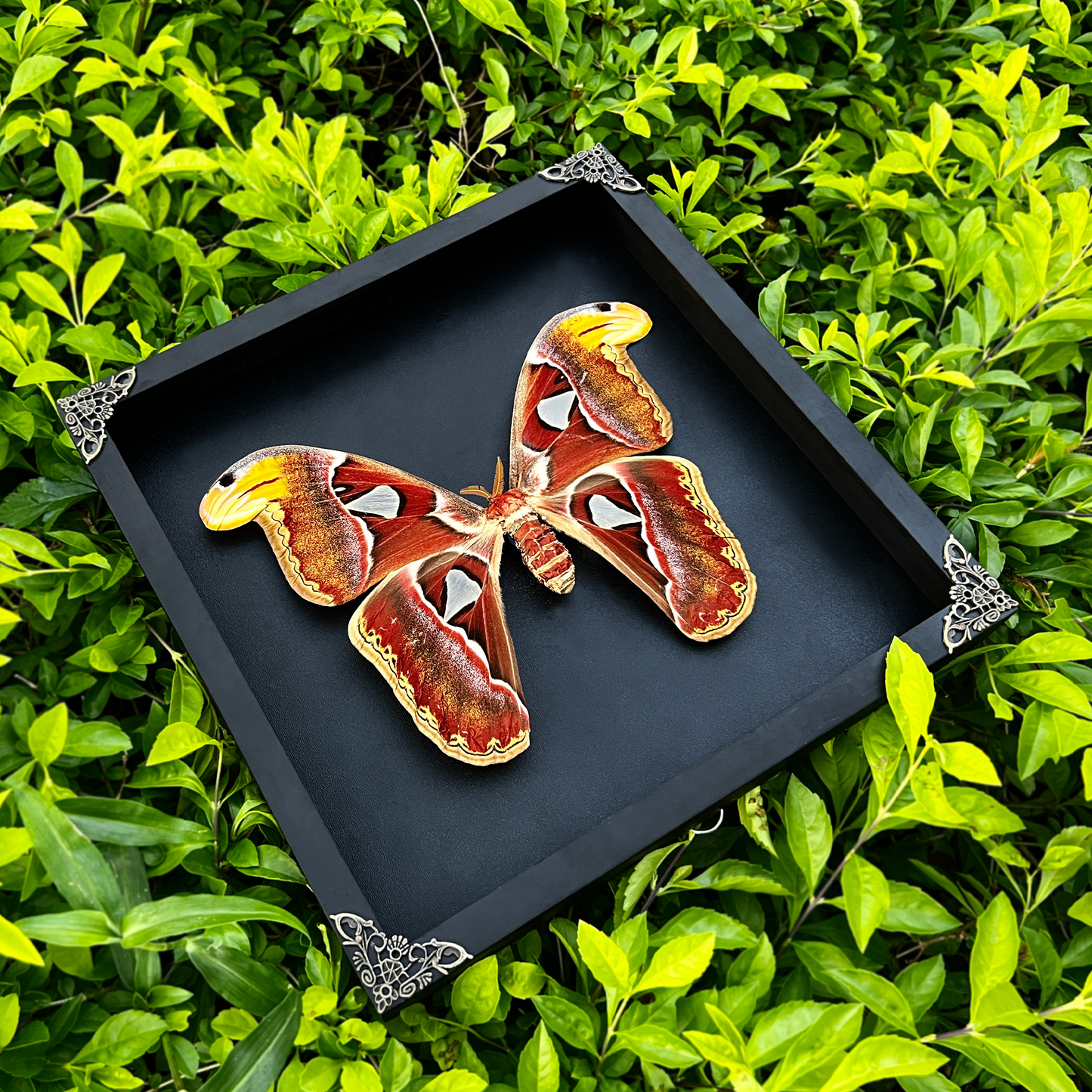 Real Atlas Moth Attacus Atlas Framed, Preserved Insect Bug, Oddity Wall Decor, Birthday Gift