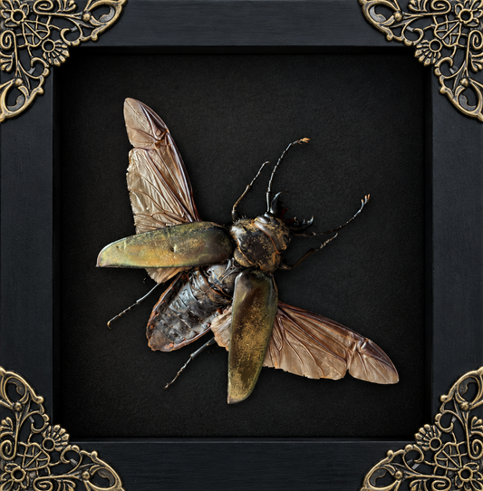 Beetle Frame