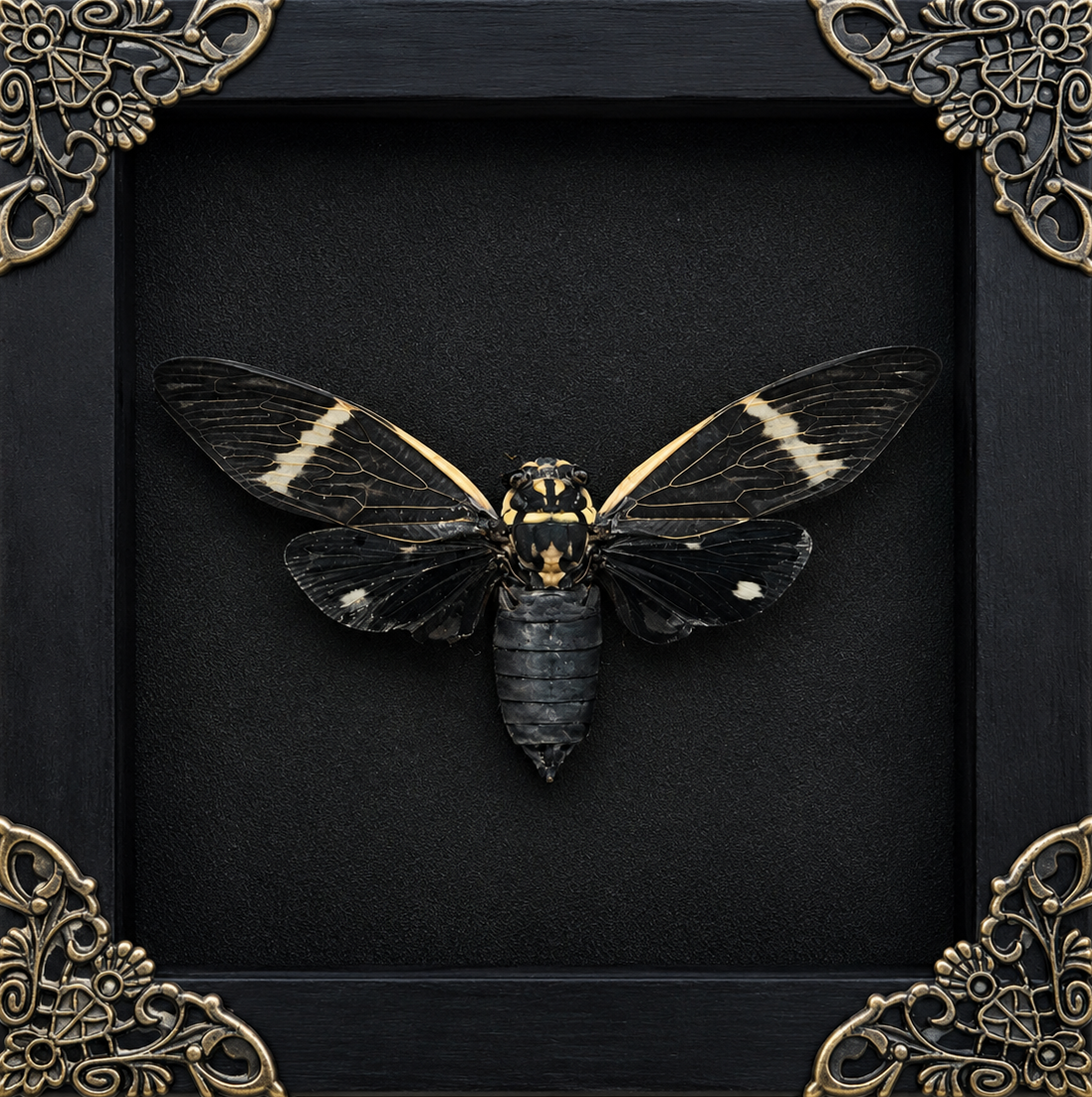 Black Cicada Formotosena montivaga Frame