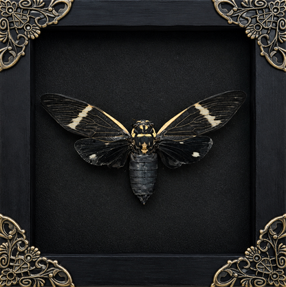 Black Cicada Formotosena montivaga Frame