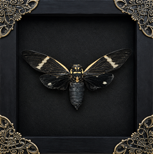 Black Cicada Formotosena montivaga Frame