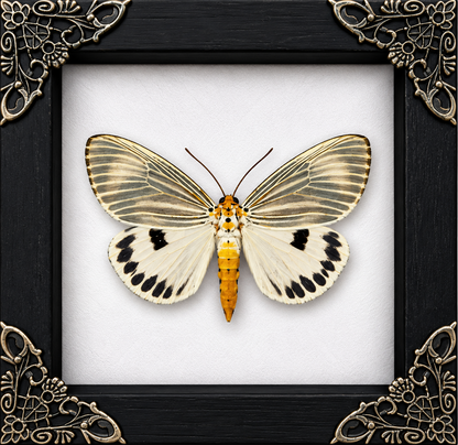 Neochera Dominia Moth Frame