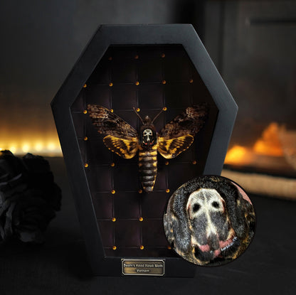 Real Death Head Moth in Coffin Framed, Moth Taxidermy, Insect Gothic Art, Halloween Gift Decor CF18-01-DE-MT