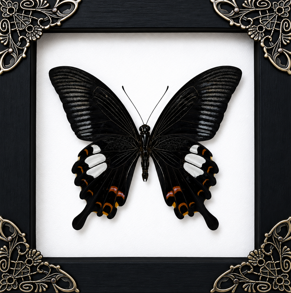 Papilio Helenus Frame