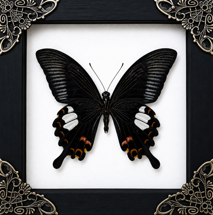 Papilio Helenus Frame