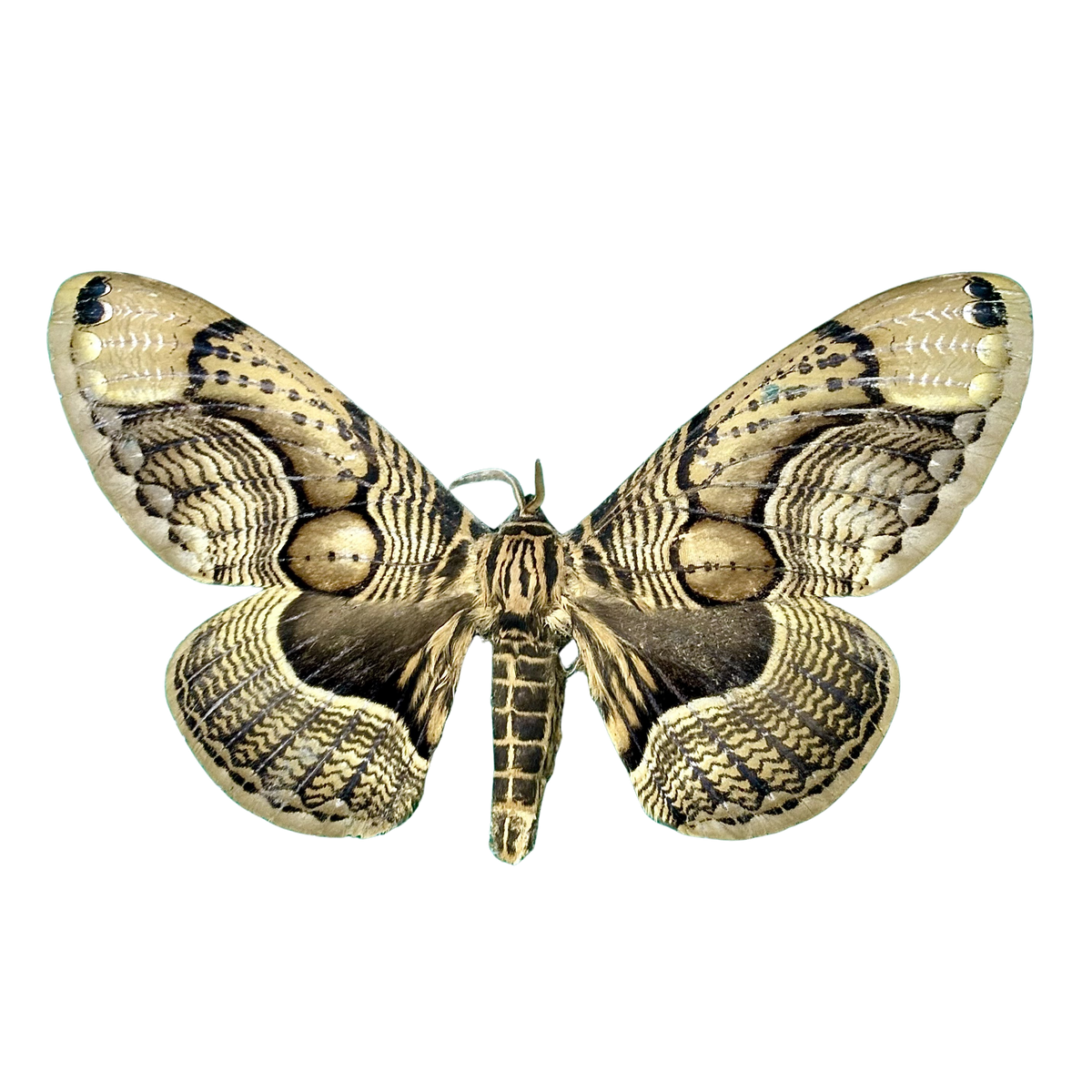 Brahmin Moth Specimen