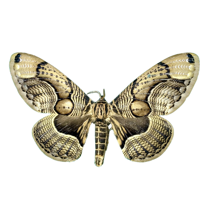 Brahmin Moth Specimen