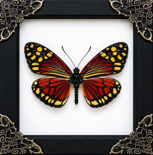 Campylotes Histrionicus Frame