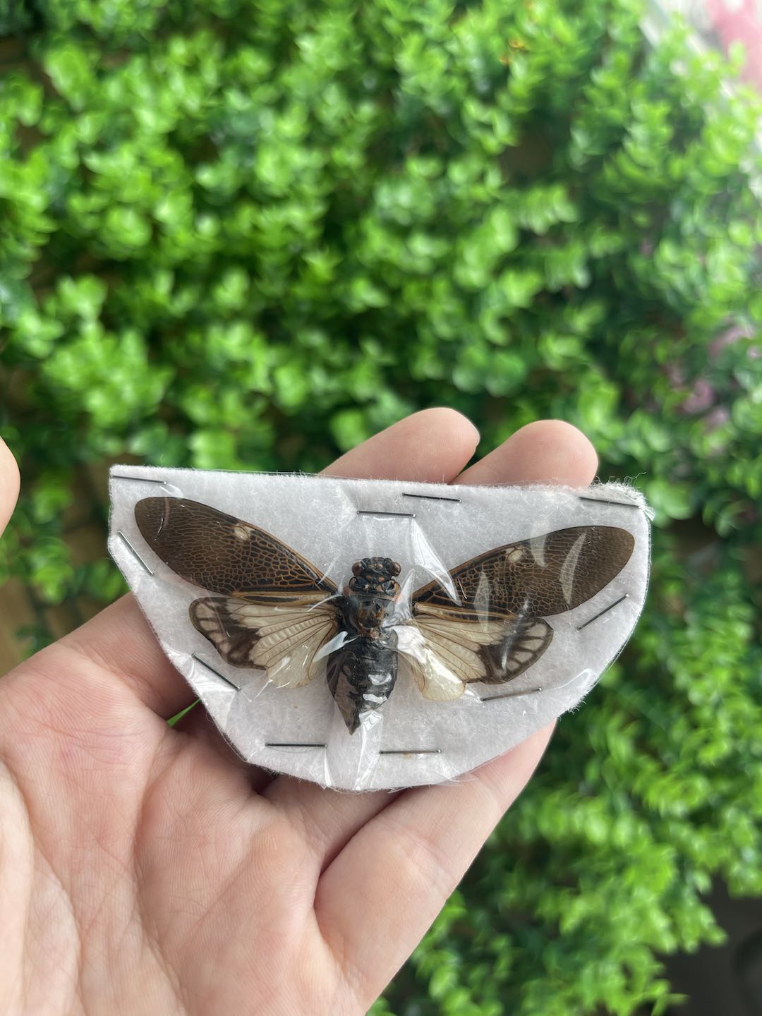 8 Real Cicada Specimens Collection Bug Mounted Dead Animal Preserved Entomology Oddity Scientific Lover Insect Nature Office Desk Art Artwork Display UM-22