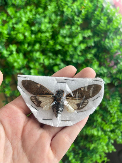 8 Real Cicada Specimens Collection Bug Mounted Dead Animal Preserved Entomology Oddity Scientific Lover Insect Nature Office Desk Art Artwork Display UM-22