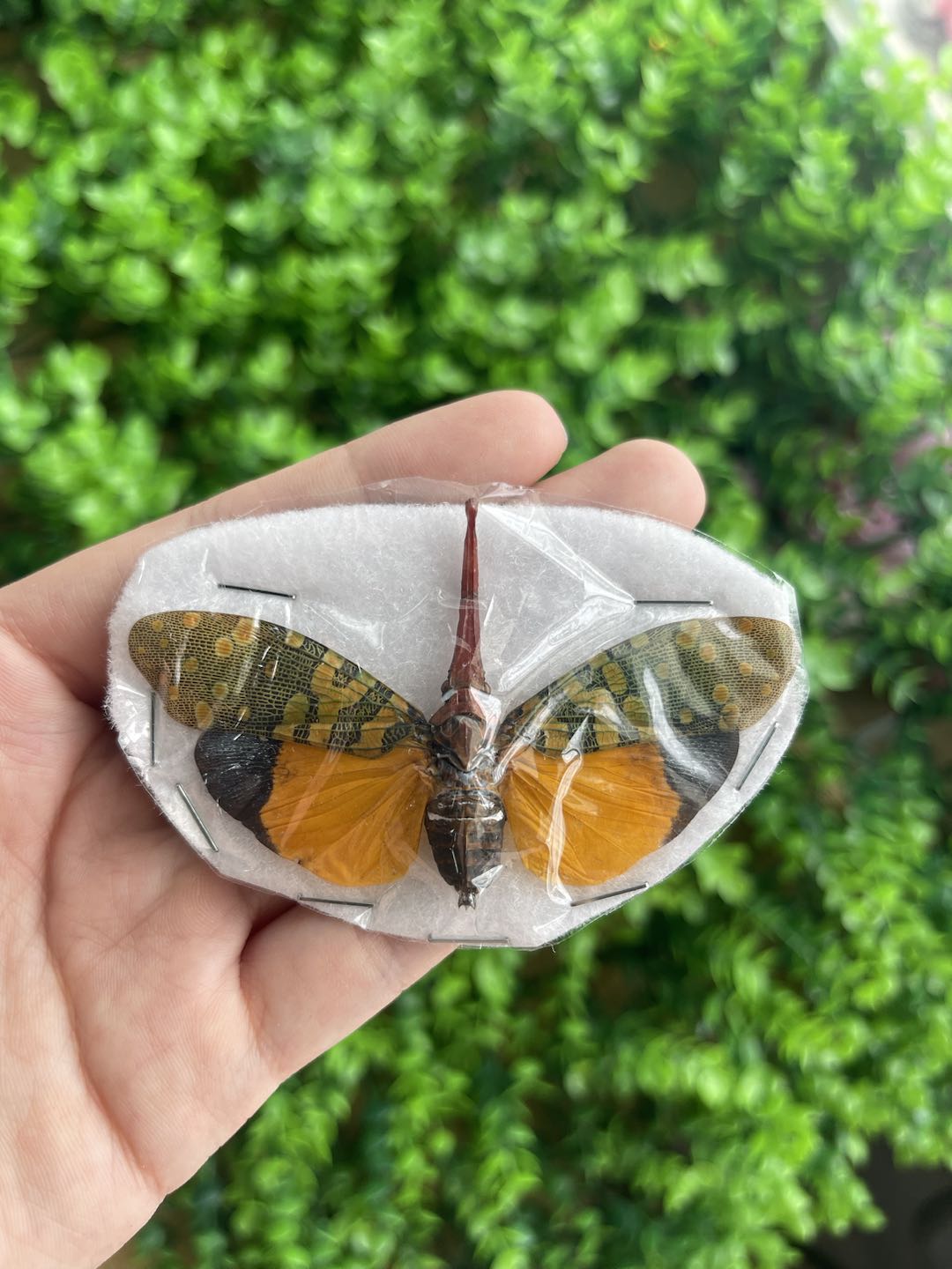 8 Real Cicada Specimens Collection Bug Mounted Dead Animal Preserved Entomology Oddity Scientific Lover Insect Nature Office Desk Art Artwork Display UM-22