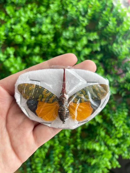8 Real Cicada Specimens Collection Bug Mounted Dead Animal Preserved Entomology Oddity Scientific Lover Insect Nature Office Desk Art Artwork Display UM-22