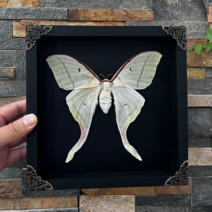 Real Framed Luna Moth Actias Black Handmade Shadow Box K22-33-DE