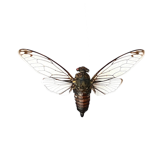 Clearwing Cicada Specimen