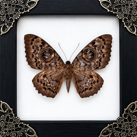 Brahmin Moth Frame