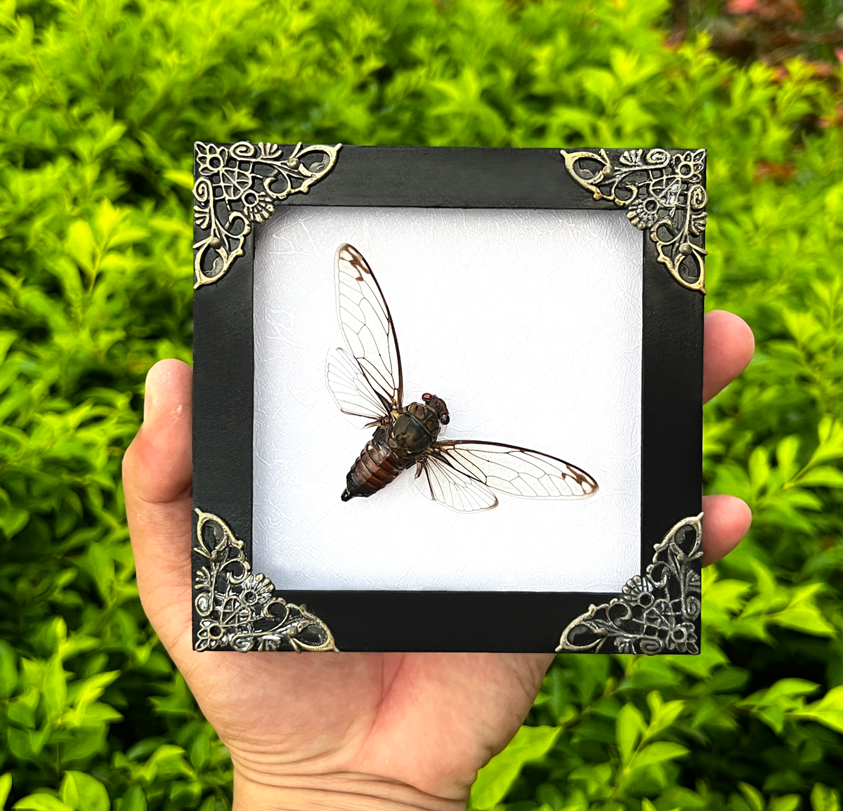 Real Framed Cicadas Shadow Box White Frame Home Decor K12-78-KINH