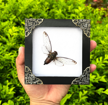 Real Framed Cicadas Shadow Box White Frame Home Decor K12-78-KINH