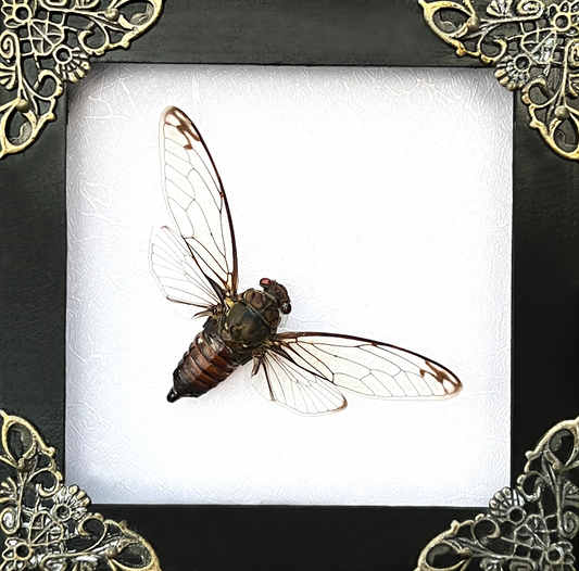 Cicada Frame