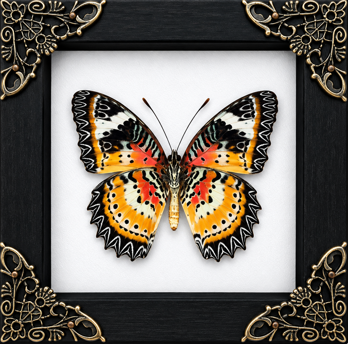 Charaxes Bernardus - Wing Underside Frame