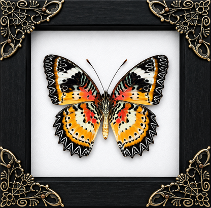 Charaxes Bernardus - Wing Underside Frame