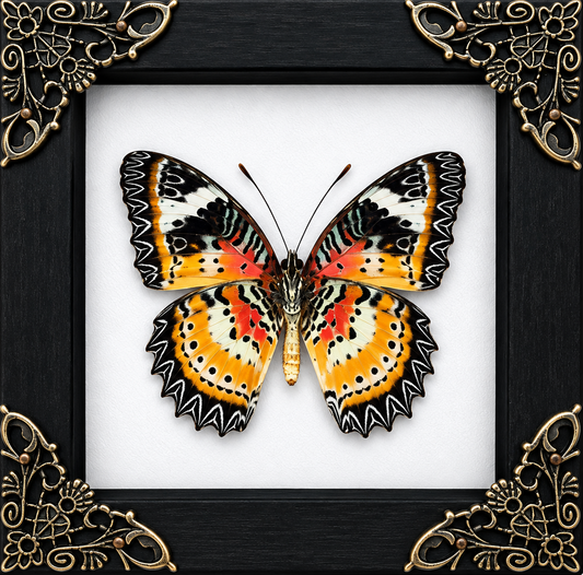Charaxes Bernardus - Wing Underside Frame