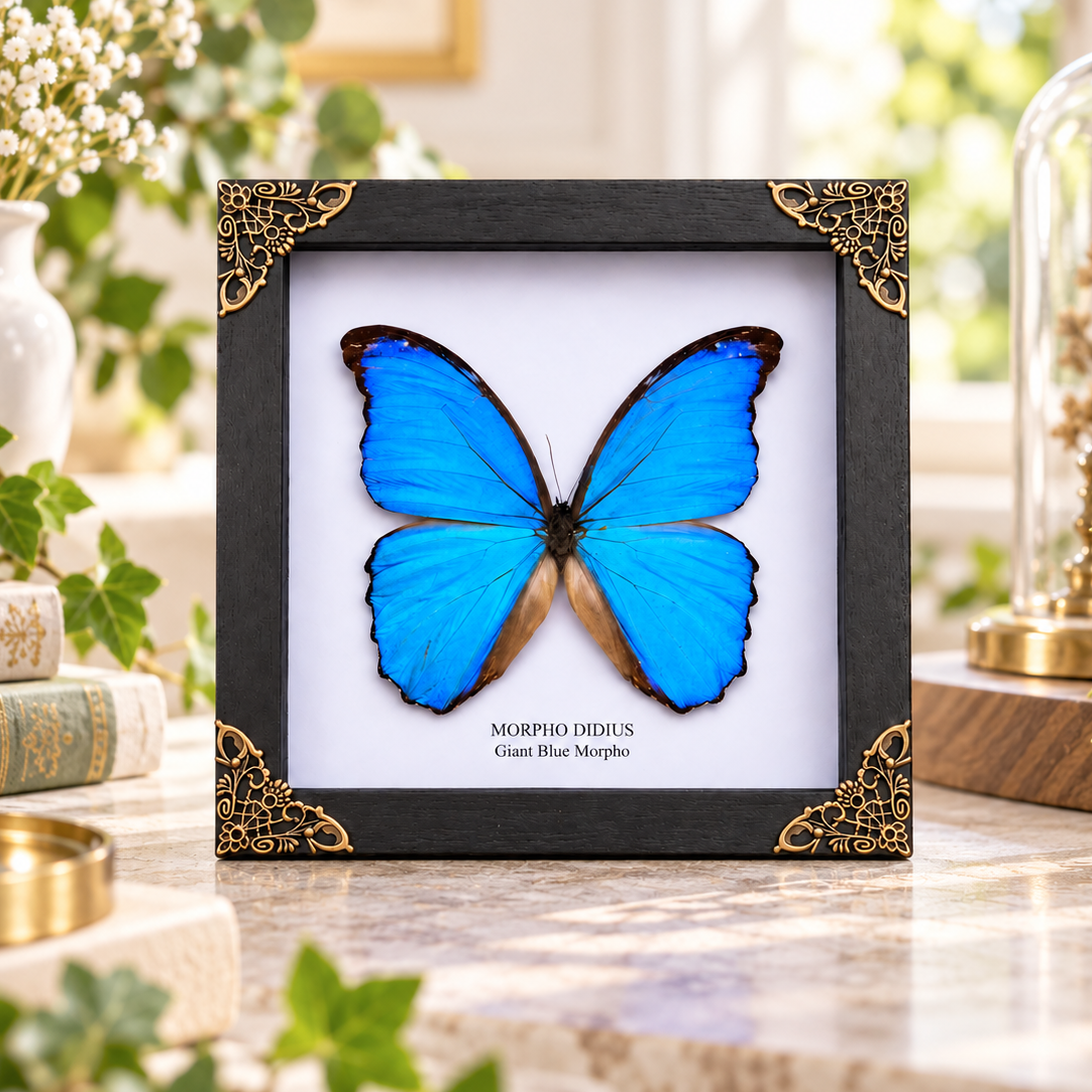 Blue Morpho Butterfly