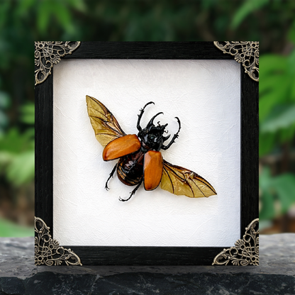 Framed Five-Horned Rhinoceros Beetle, Real Insect Bug Artwork, Gothic Home Decor and Oddities Wall Display