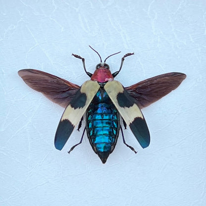 Jewel Beetle Chrysochroa corbetti – Real Preserved Beetle Specimen