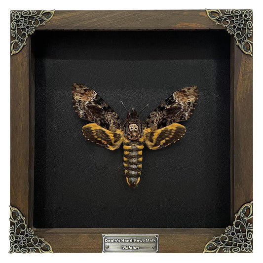 Real Death Head Moth in Wooden Framed, Moth Taxidermy, Gothic Home Decor, Insect Bug Specimen Collection