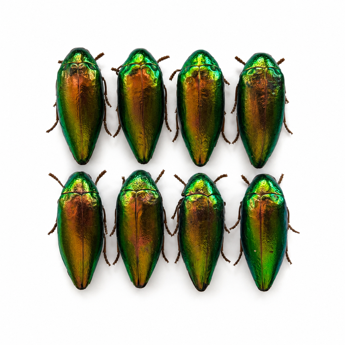 Real Metallic Green Beetle Specimen, Insect Bug Taxidermy Open wings, Insect Entomology Display